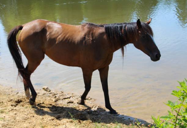 istock Pretty Bay Thoroughbred Mare cooling off in her spring fed pond on a hot summer day 1162416280