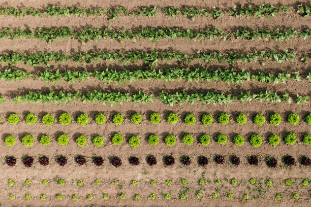 Orchard with different vegetables planted as seen from above