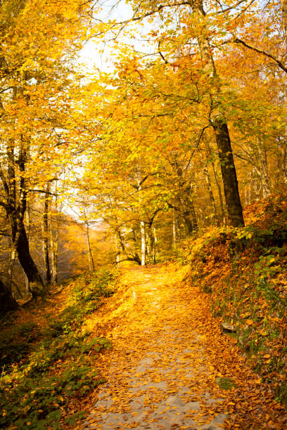istock autumn yellow leaves fall off in nature 1162416561