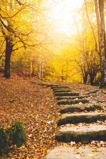 istock stairs in autumn yellow leaves 1162419221
