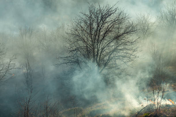 istock smoke and fire, burning dry grass on the hillside. 1162419540