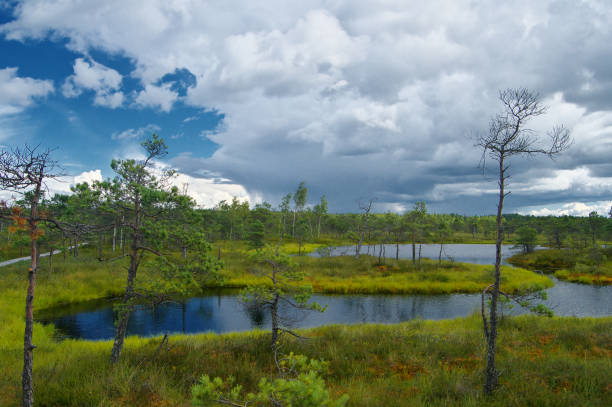 istock Blue swamp lakes surrounded by small pine and birch trees 1162419747