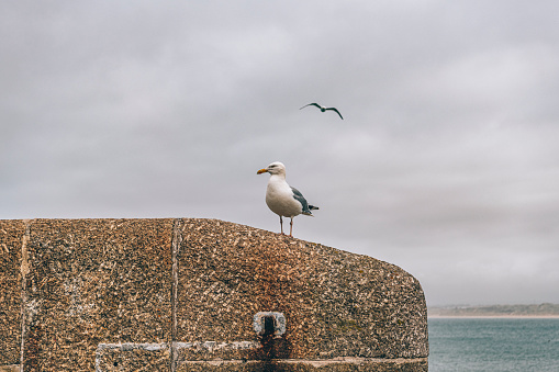 Seagull on a harbour wall in St Ives, Cornwall