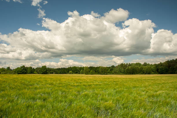 Green field with cereal, forest and white cloud on blue sky. Czulczyce, Poland
