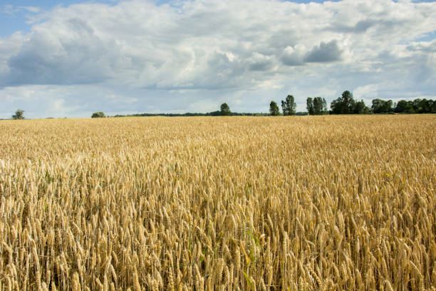 istock Golden wheat field, horizon and clouds on a blue sky 1162421351