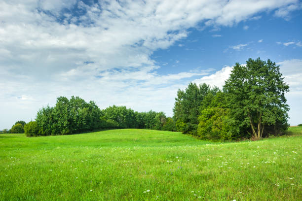 istock Green hilly meadow and trees, white clouds and blue sky 1162421359