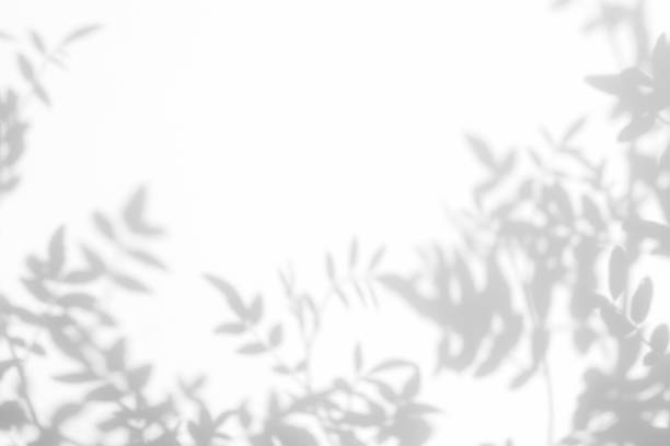istock gray shadow of the leaves on a white wall 1162421390