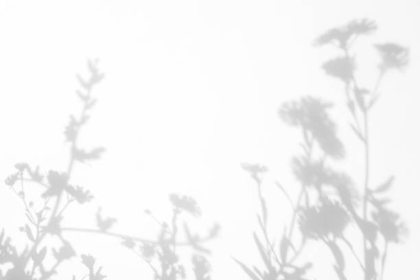 Gray shadows of the flowers and grass Gray shadows of the flowers and delicate grass on a white wall. Abstract neutral nature concept background. Space for text. focus on shadow stock pictures, royalty-free photos & images