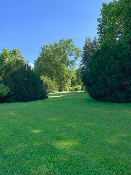 istock Green meadow in the park 1162421404