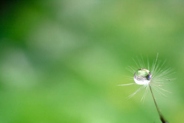 自然の背景にタンポポの花の種に水のドロップ。クローズ アップ。テキストのスペースをコピーします。自然の概念。 - dandelion nature water drop ストックフォトと画像