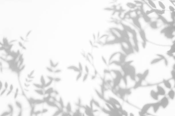 白い壁の葉の灰色の影 - 連銭芦毛 ストックフォトと画像