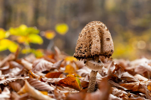 단풍의 천연 버섯 - magic mushroom moss autumn outdoors 뉴스 사진 이미지