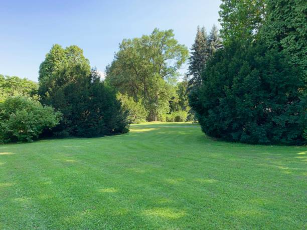 istock Green meadow in the park 1162421618
