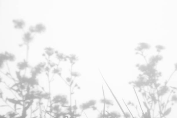 istock Gray shadows of the flowers and grass 1162422193