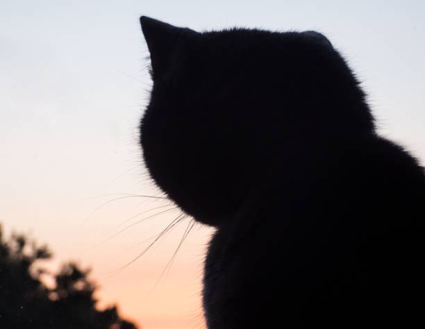 istock Silhouette Of Cat At Beautiful Sunset. Sunset Background,Cat Looking. 1162422329