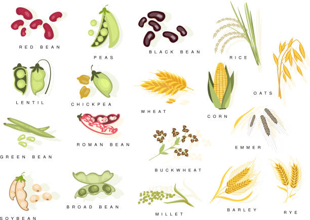 Cereal Plants With Names Set Flat Realistic Bright Color Infographic Illustration On White Background Cereal Plants With Names Set Flat Realistic Bright Color Infographic Illustration On White Background legume stock illustrations