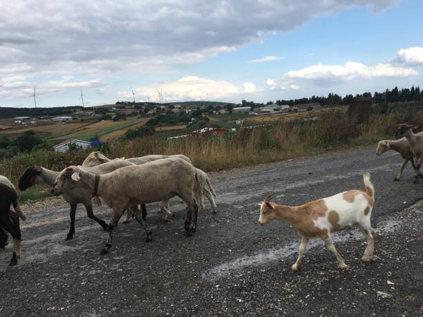 istock sheep herd sheep dog shepherd pasture 1162422393