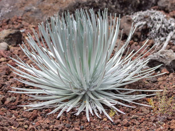 할레아칼라 실버소드 공장 - haleakala silversword 뉴스 사진 이미지