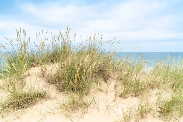 istock Dune with beach grass on Sylt island. Cloudy weather. 1162424021