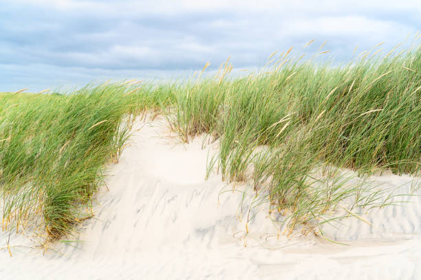 istock Dune with beach grass on Sylt island. Cloudy weather. 1162424137