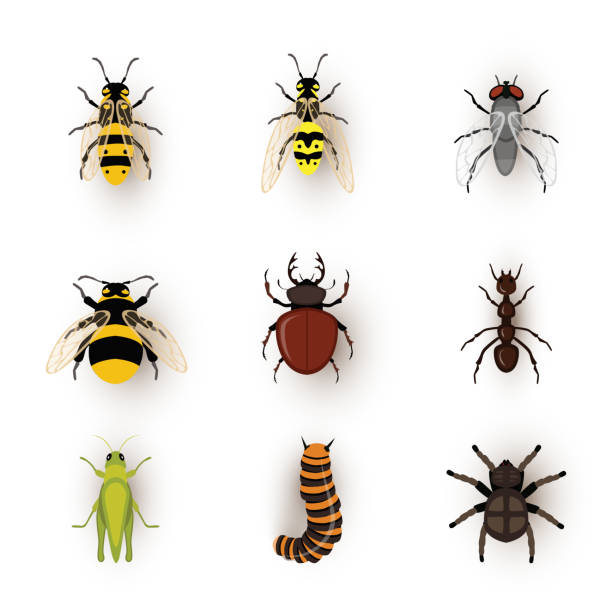 различные насекомые плоский вектор иллюстрации набор - жук олень stock illustrations