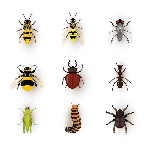 Various insects flat vector illustrations set Various insects flat vector illustrations set. Bee, wasp and bumblebee. Small bugs, entomology isolated cliparts. Fly, stag beetle and ant. different tiny pests. Grasshopper, caterpillar and spider hornet drawing stock illustrations