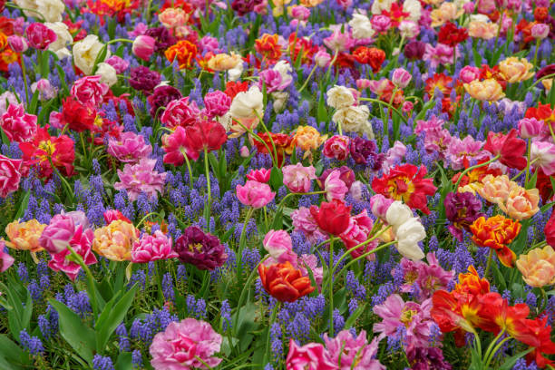 istock Beautiful spring flowers in Netherlands 1162424908