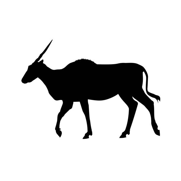 ilustraciones, imágenes clip art, dibujos animados e iconos de stock de silueta del antílope de eland - eland