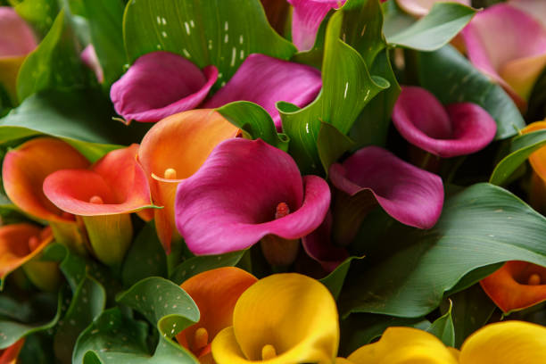 istock Beautiful spring flowers in Netherlands 1162425024