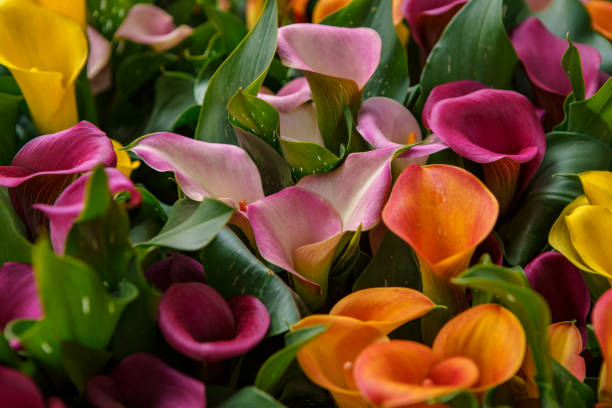 istock Beautiful spring flowers in Netherlands 1162425034