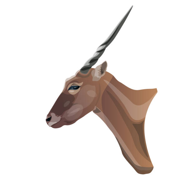 ilustraciones, imágenes clip art, dibujos animados e iconos de stock de cabeza de antílope de eland. - eland
