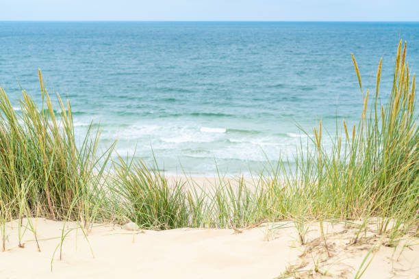 istock Dune with beach grass on Sylt island. Cloudy weather. 1162425966