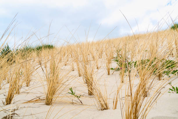 istock Dune with beach grass on Sylt island. Cloudy weather. 1162426073
