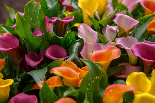istock Beautiful spring flowers in Netherlands 1162426124
