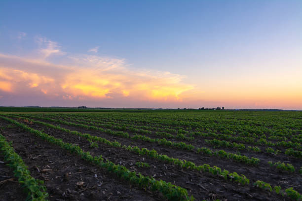 istock Sunset in rural Illinois 1162426181