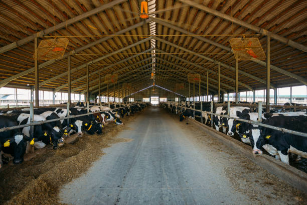 istock Breeding diary cows in free livestock stall 1162426197