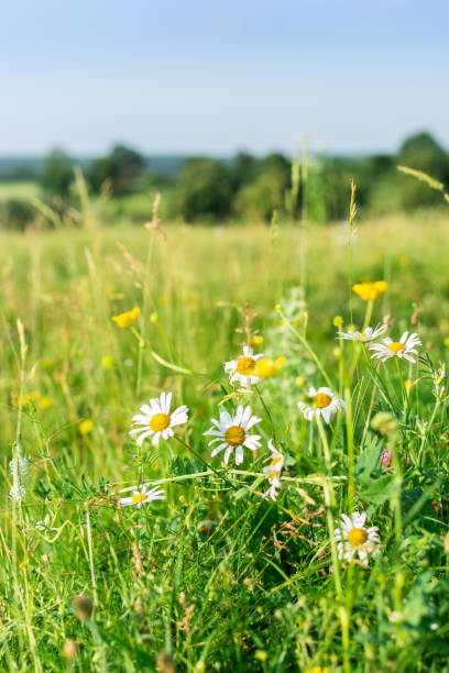 istock Field camomiles closeup on a meadow 1162426333