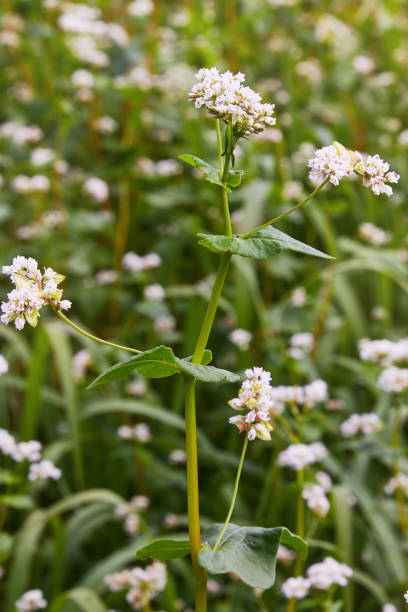 istock Flowering growing buckwheat plant 1162426890