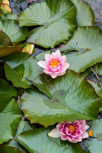 istock Pink water lily flowers 1162427163
