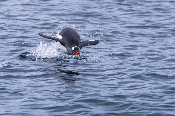 pinguin springt aus dem wasser, um in der antarktis während der nahrungssuche zu atmen, gefrorene bewegung von tieren in der luft über der oberfläche, antarktische halbinsel - nobody beak animal head penguin stock-fotos und bilder