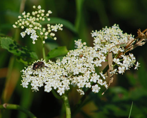 istock White wildflowers and beetle 1162427628
