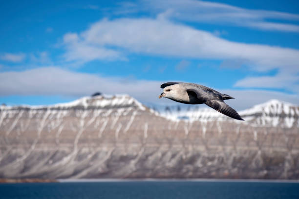 Northern fulmar in flight catch with wide angle mountains on the backgroud at svalbard Northern fulmar in flight catch with wide angle mountains on the backgroud at svalbard fulmar stock pictures, royalty-free photos & images