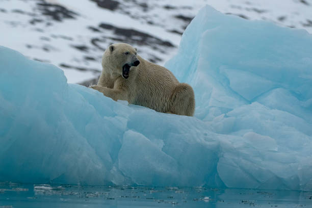 istock Polar Bear yawning over a blue iceberg at Svalbard Islands 1162428382