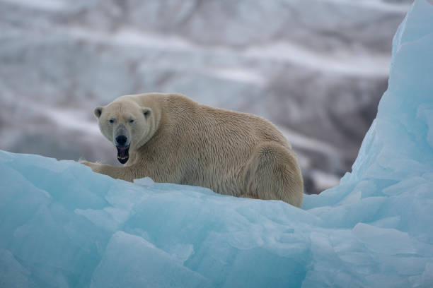istock Polar Bear yawning over a blue iceberg  at Svalbard Islands 1162428899