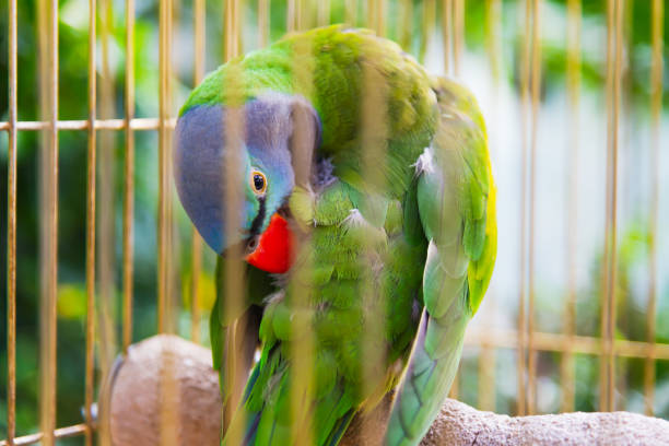 istock Big parrot in the cage in zoo 1162429087