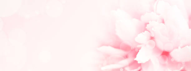 Closeup view of pink peony flower.