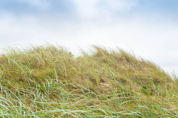 Dune with beach grass in the foreground.