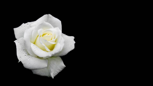 istock Beautiful white rose with dew drops isolated on black background. Ideal for greeting cards for wedding, birthday, Valentine's Day, Mother's Day. 16x9 1162429831