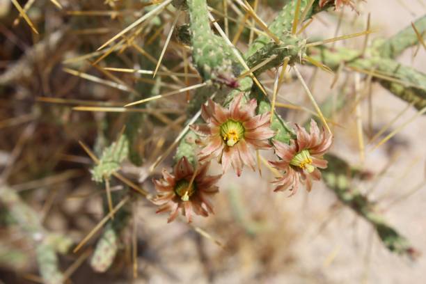 istock CYLINDROPUNTIA RAMOSISSIMA - PENCIL CHOLLA - 29 PALMS - 061119 A 1162429919