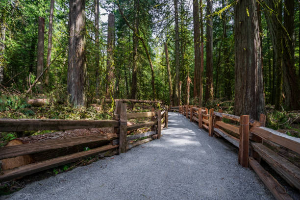 istock Cathedral Grove Vancouver Island 1162430041